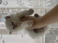 British longhair kedimiz
