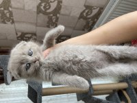 Yavru scottish fold orijinal ırk