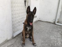 Sahibinden sahiplendirilecek belçika kurdu
