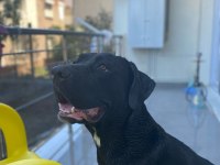 Eğitimli cane corso dişi 2 yaşında