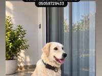 Golden retriever çok akıllı
