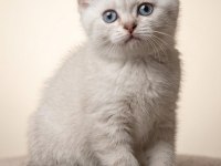 British shorthair efsane bebekler