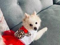 8 aylık dişi pomeranian