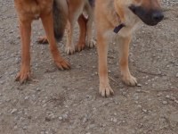 10 Aylık Alman Çoban Köpeği (Workline- Show line) Melez
