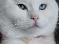 8 aylık Van kedisi Pamuk