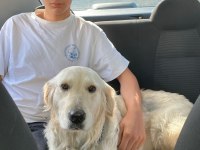 3 yaşında dişi golden retriever