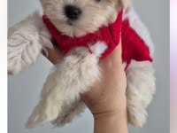 Mini boy kore maltese