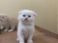 45 günlük scottish fold erkek kırık kulak