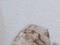 5 yaşında kısır scottish fold