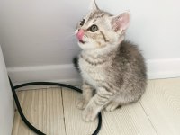 British shorthair 60 günlük