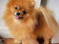 Safkan 10 aylık spitz