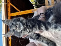 Kalitenin Adresi Big Claw - Maine Coon