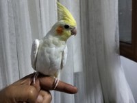 4 5 Aylık Sultan Papağanlar Ele Alışık