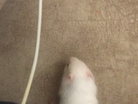 Yavru Hamster hediye ediyorum sahip çıkacak birine