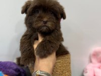KORE MALTİPOO KG GARANTİLİ YAVRUM TUVALET EĞİTİMLİ