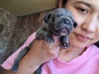 Cane Corso Yavrularımız