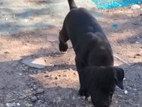 Şampiyon anne babanın cane corso yavruları