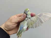 DEĞERLİ TURKUAZ FORPUS TAKIMLAR