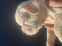 New Shade Plantiyum İsabella Erkek French Bulldog