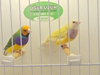 Şampiyonundan jumbo gouldian finch gökkuşağı ispinozu