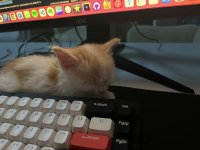 Sahiplendirilecek Sarman Yavru Kedi Çok Tatlı