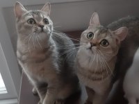 Black Golden British Shorthair Prensesler