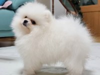 POMERANİAN BOO YAVRULARI