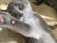 British shorthair iki buçuk aylık yavru