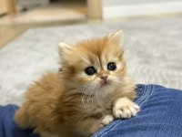 2 Aylık Yavrularımız Golden British Longhair