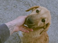 Yavru 5-6 Aylık Köpeğimiz