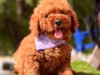 Sevimli Toy Poodle Yavrularımız