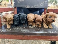 Teacup bebeklerimiz ırk ve sağlık garantili