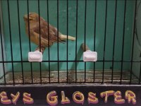 Toplu Gloster Damızlıklar
