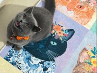 1 yaşında british shorthair