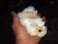 Üreticiden guinea pig