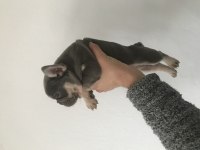 French bulldog yavrularımız yeni evleri için müsait
