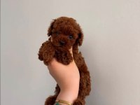 Kore toy poodle teacup