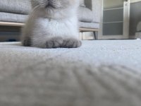 Scottish Fold (Kahve) ve Scottish Fold Blue Point (Lokum)