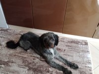Taşındığımız için köpeğimi sahiplendiriyorum