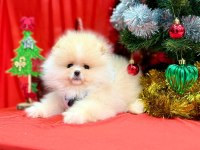 Pomeranian yavruları