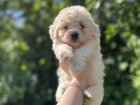 Erkek dişi mevcut köpekler