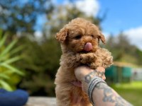 MİNİ MALTİPOO YAVRULARIMIZ