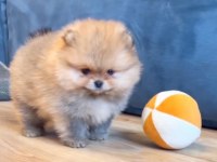 pomeranian yavrular