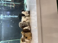 Ginepig Yavruları City Pet