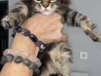 Maine coon kediler A kalite