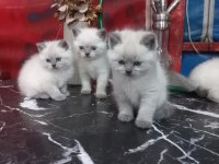 BRİTİSH BLUE POİNT A KALİTE BEBEKLER