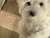 0 boy maltese bebek safkan uyguna sahiplendirilecektir