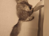Sahibinden 10 aylık ücretsiz scottish fold
