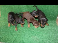 22 Ekim doğumlu doberman yavrularımız