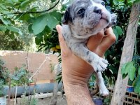 Kaliteli french bulldog